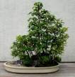 Bonsai_001 (12).jpg