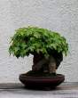 Bonsai_001 (17).jpg