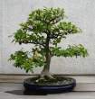 Bonsai_001 (20).jpg