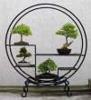 Bonsai_001 (27).jpg