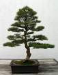 Bonsai_001 (32).jpg