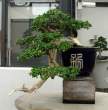 Bonsai_001 (35).jpg