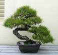 Bonsai_001 (36).jpg