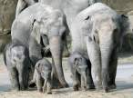 Elephants.jpg
