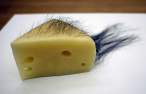 Hairy cheese.jpg