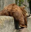 Wet Bear.jpg