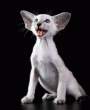 Skiny kitty.jpg