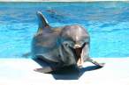 Dolphin.jpg