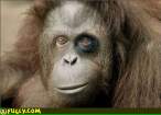 black_eye_ape.jpg