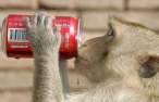 Monkey cola.jpg