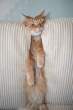 Kitty under pressure.jpg