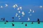Gulls.jpg