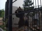 Bear.jpg