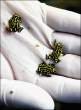 Frogs.jpg
