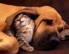 1659_dog-ear-blanket.jpg
