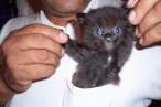 Pocket kitty.jpg