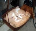 Cats.jpg