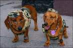 Army dogs.jpg