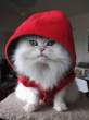 Santa's Little Helper.jpg