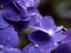 Violet.jpg