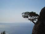 Tree.jpg
