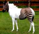Zebra Horse.jpg