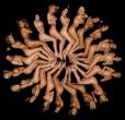 Circle [18+].jpg