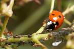 Lady bug.jpg