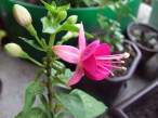 DSCF5697.jpg