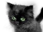 Kitty.jpg