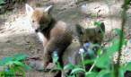 Baby fox.jpg