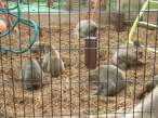 Monkeys.jpg