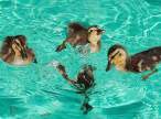 Ducks.jpg