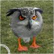 Ducky owl.jpg