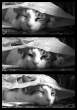 Cat.jpg