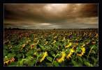 Sunflower.jpg