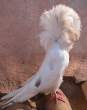 Pigeon.jpg