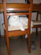 Cat.jpg