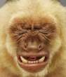 Monkey.jpg