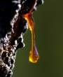 Golden drop.jpg