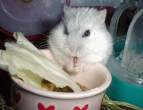 Hungry.jpg