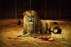 Lion.jpg