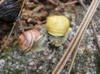 Snails.jpg