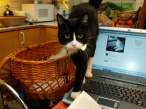 It Cat.jpg