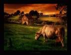 Cow.jpg