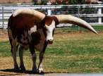 Big horns.jpg