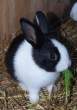 Bunny.jpg