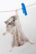 Hanging.jpg