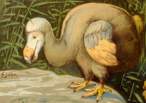 dodo_bird1.jpg