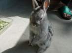 Bunny.jpg